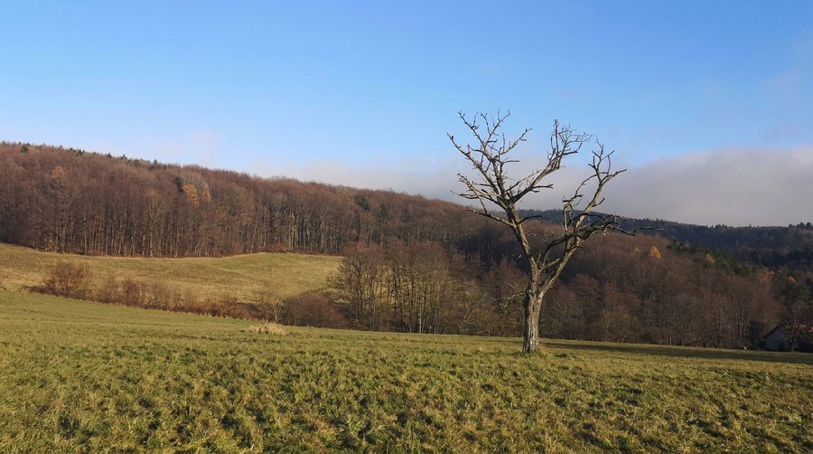 Einzelner kahler Baum auf einer Wiese vor nebligen Hügeln im Spätherbst.