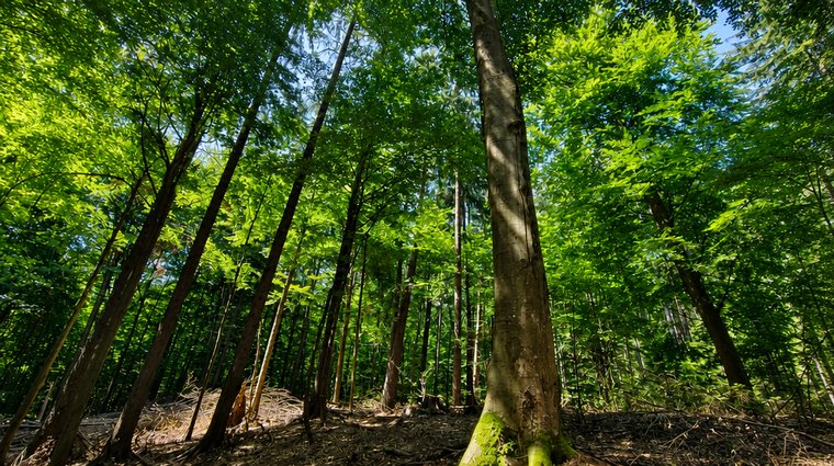 Sonnenlicht fällt durch das Blätterdach eines Buchenwaldes im Wienerwald.